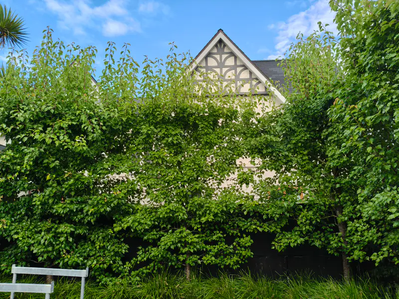 An overgrown, shaggy hedge in front of a Tudor-style house before trimming