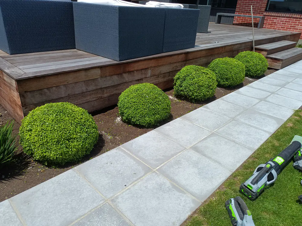 Box ball hedges beside a timber deck in Christchurch