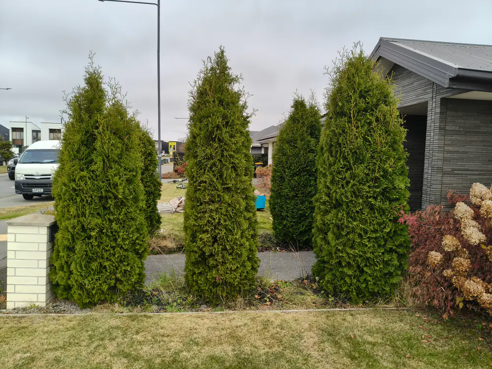 Three conifers trimmed into neat columns beside a front entrance in Christchurch