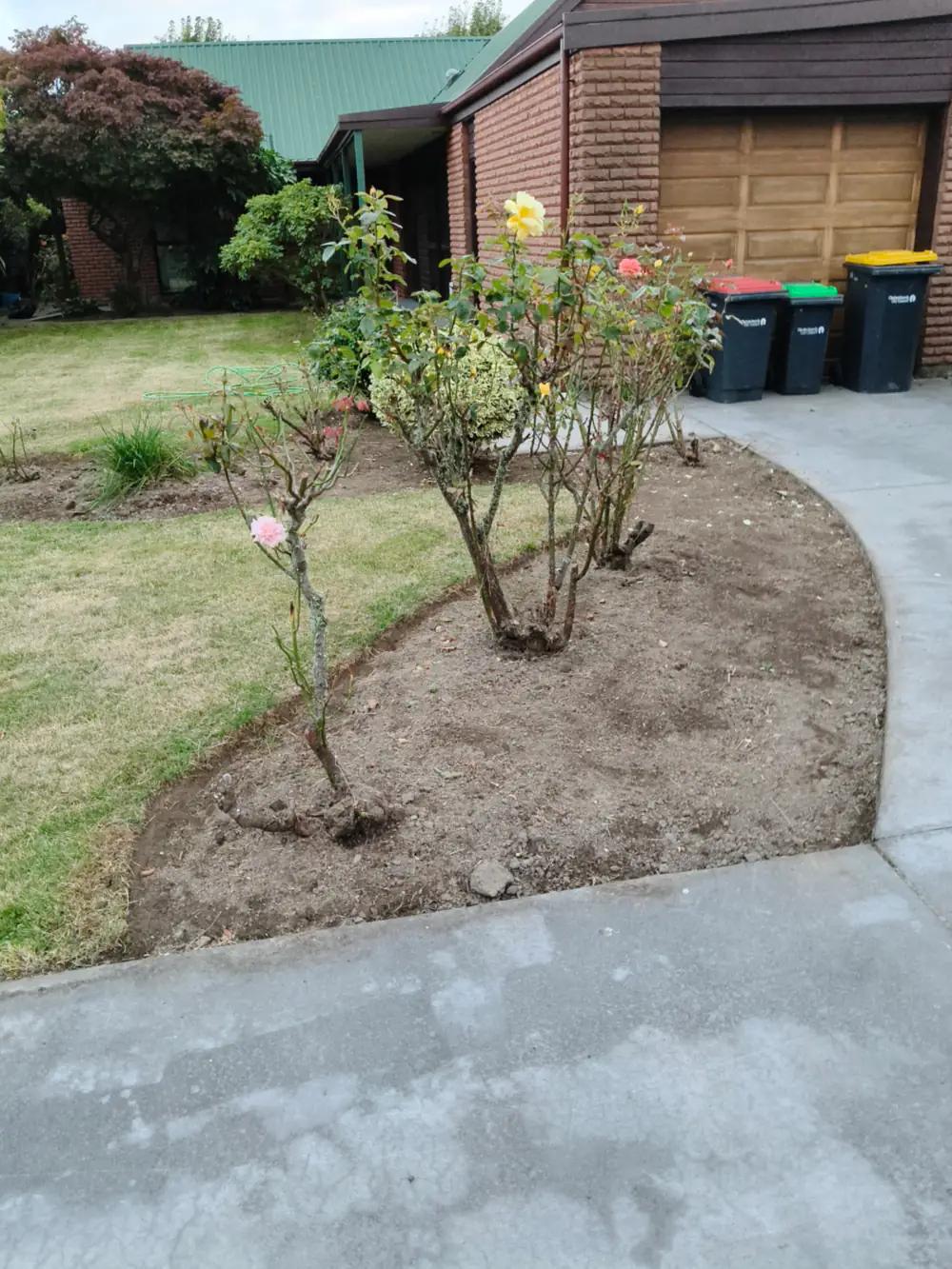 Roses pruned back hard in a freshly mulched garden bed, Christchurch