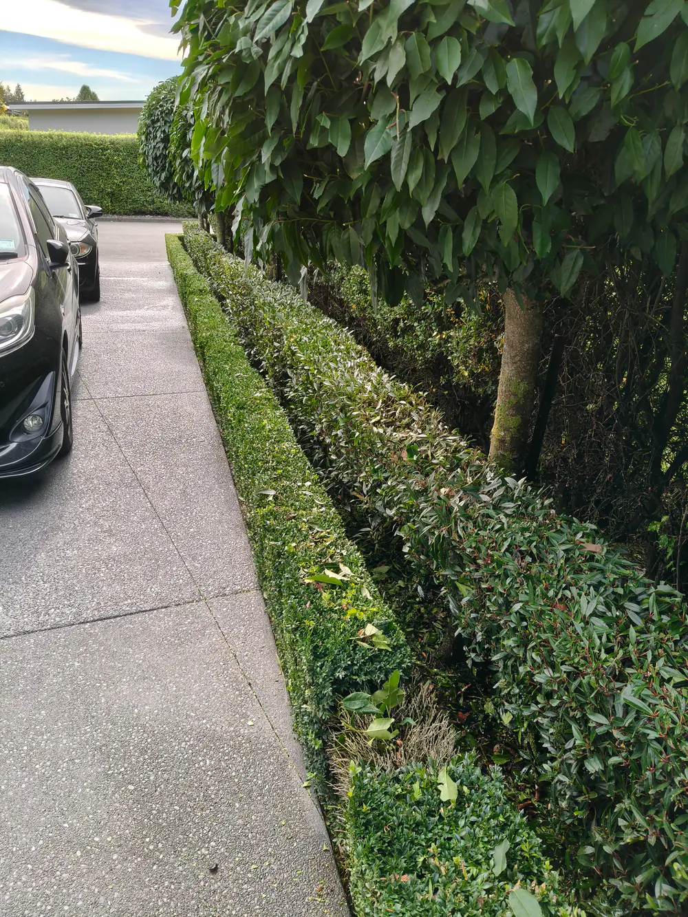 A low hedge and a tall hedge trimmed neatly along a driveway in Christchurch