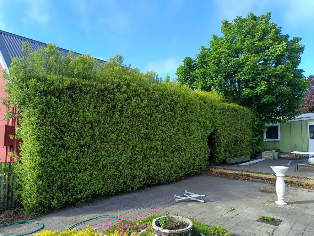 A large hedge trimmed flat and square, Christchurch