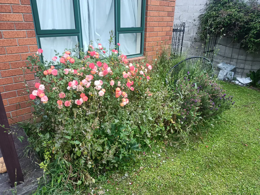 Pink roses in a tidied garden bed against a brick home in Christchurch