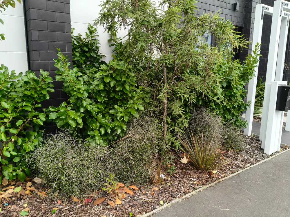 A small townhouse garden with shrubs and grasses kept tidy in Christchurch